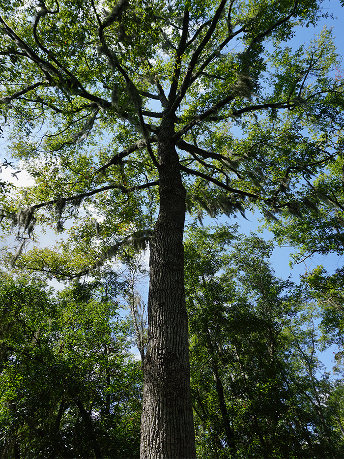 towering hickory tree in forest at wormsloe savannah