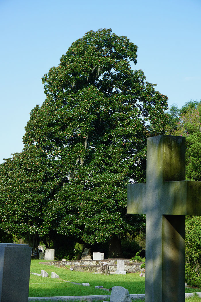 full magnolia behind cross beautiful tree in savannah cemetery