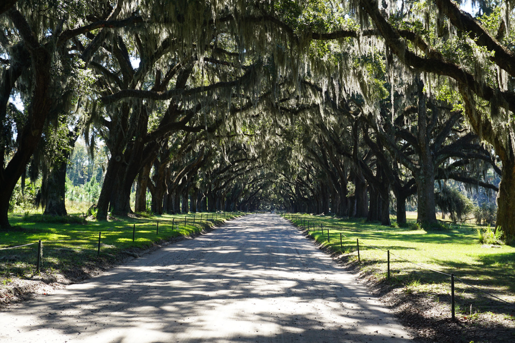 Trees in Savannah - Trees to See... Savannah