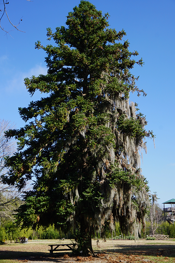 very tall china fir tree blue sky savannah