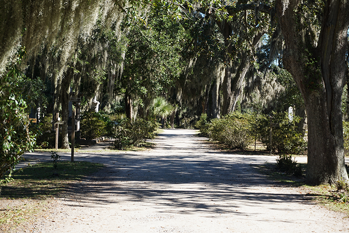 sandy path through cemetery with overhanging oak trees savannah