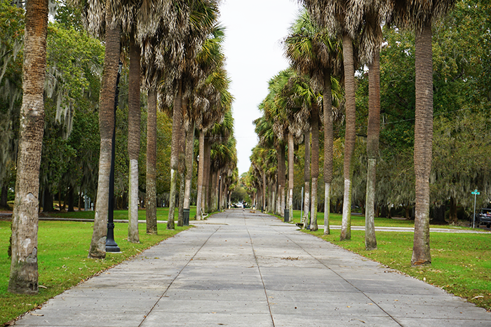 palm trees lining wide sidewalk savannah