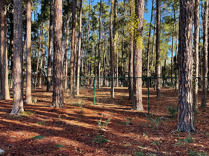 pine trees in dog park daffin savannah