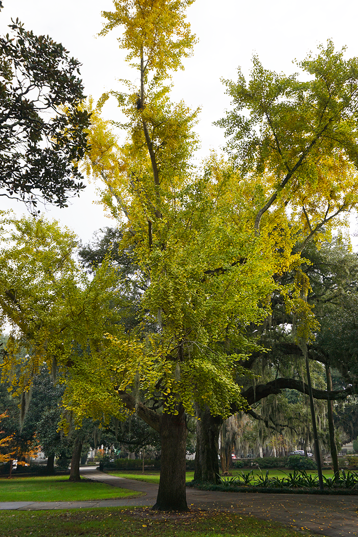 yellow leaves of tall ginkgo tree in savannah's forsyth park