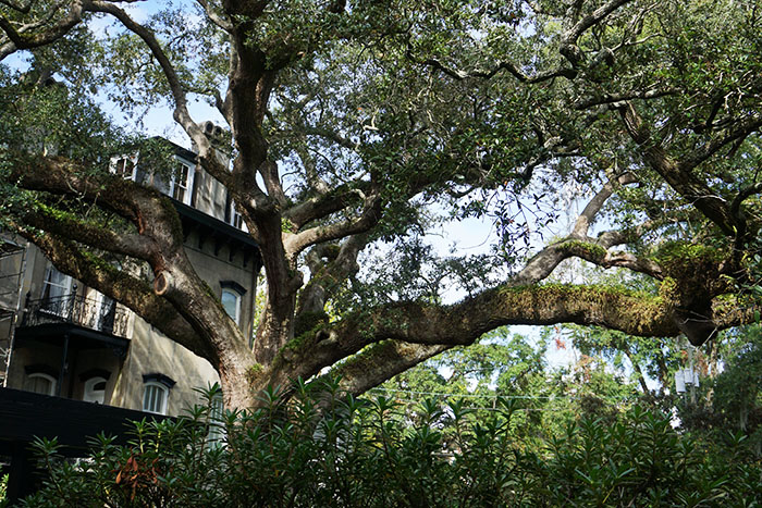 live oak tree savannah historic district in private garden branches overhanging iron fence