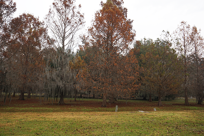 cypress trees in fall at cemetery savannah