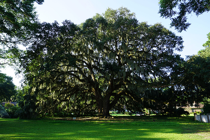 Majestic live oak tree in savannah over 100 years old branches touching ground