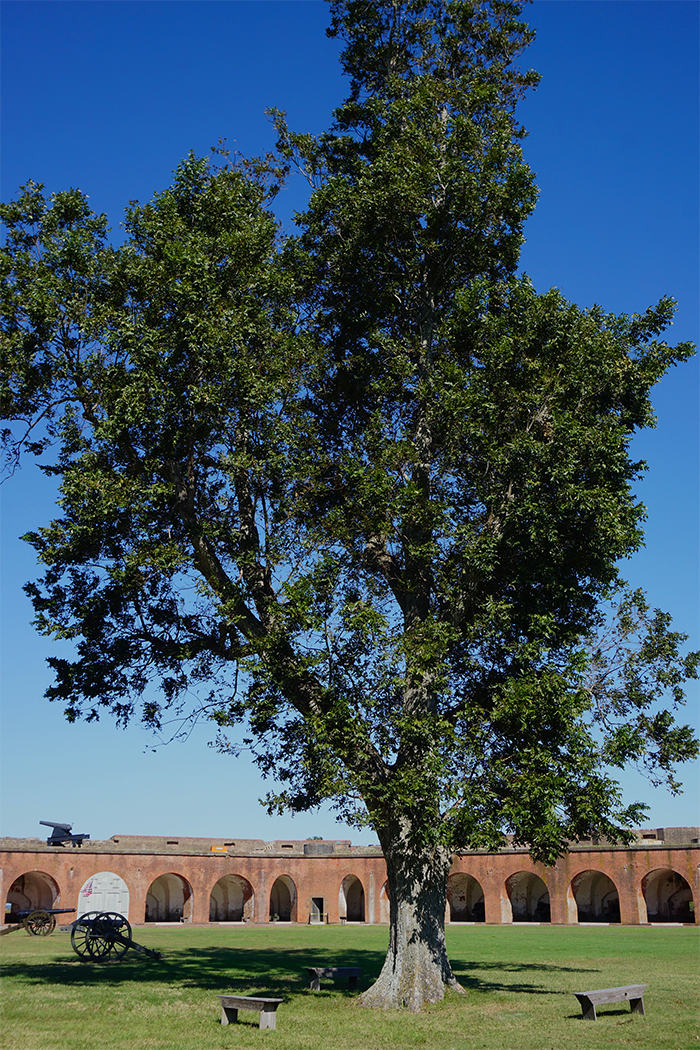 pecan tree in savannah ft pulaski in front of brick fortifications