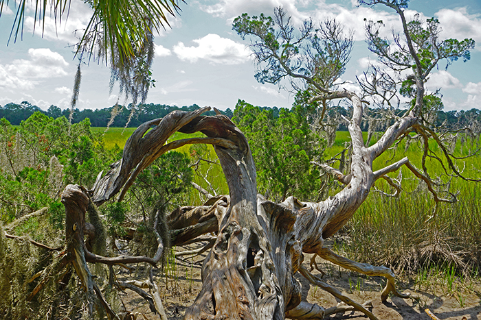 gnarly cedar tree overhanging marsh on sunny day savannah wormsloe