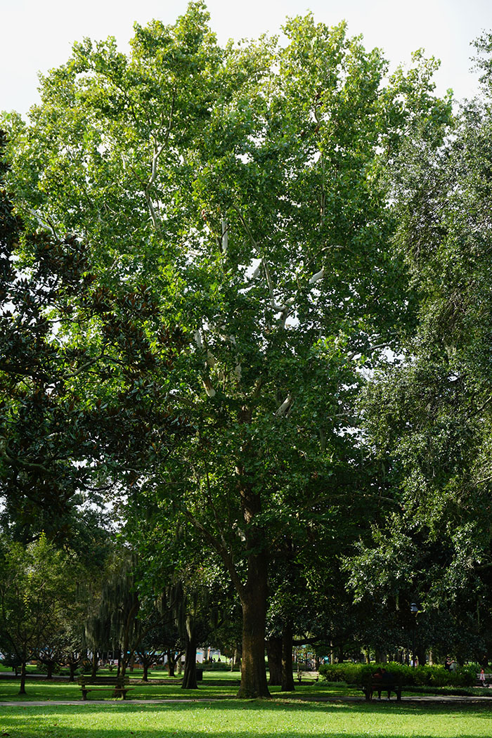 american sycamore tree in savannah's forsyth park beautiful white bark