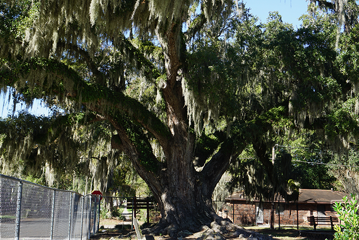 live oak tree savannah playground one of savannah's largest trees