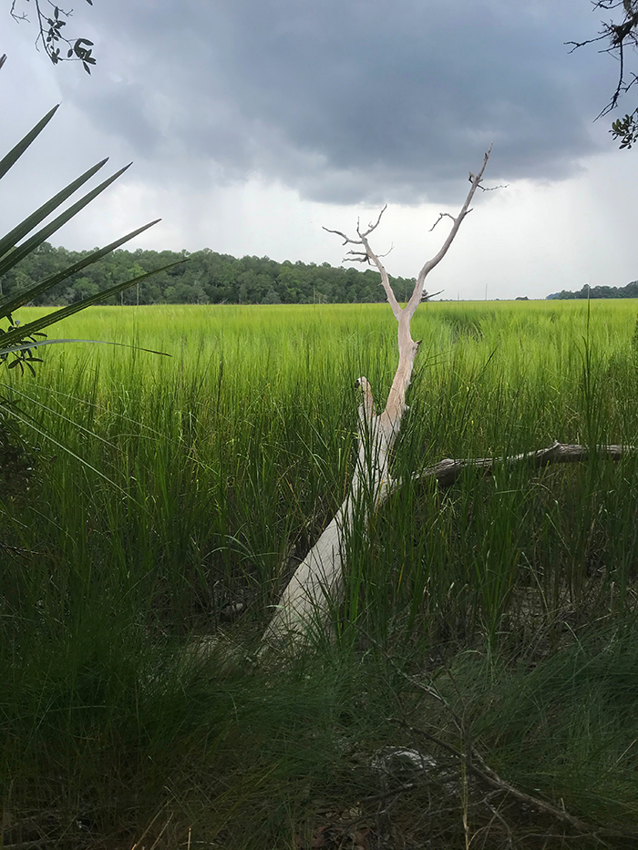 driftwood in the marsh with storm clouds approaching